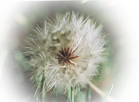 pusteblume